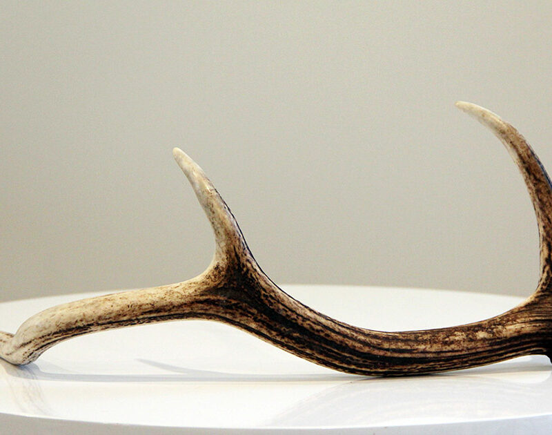 Deer Antlers for hire - Wedding Hire Wanaka - Major & Minor